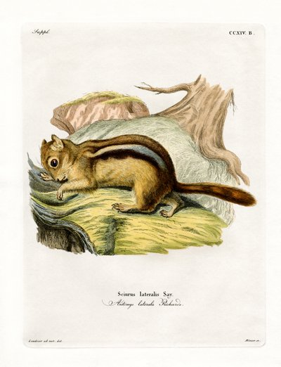 Goldmantel-Hörnchen von German School
