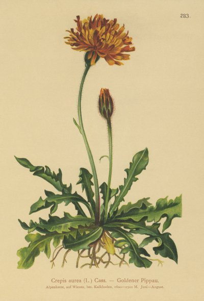 Goldenes Greiskraut von German School