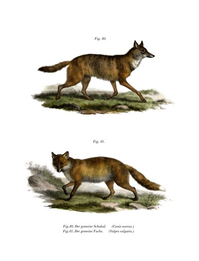Goldschakal, 1860 von German School