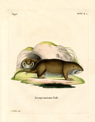 Taschenratte von German School
