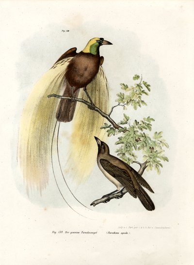 Großer Paradiesvogel, 1864 von German School