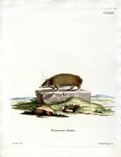 Großer Tenrek von German School