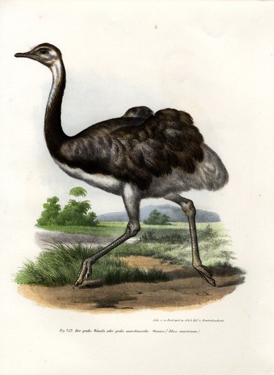 Großer Nandu, 1864 von German School