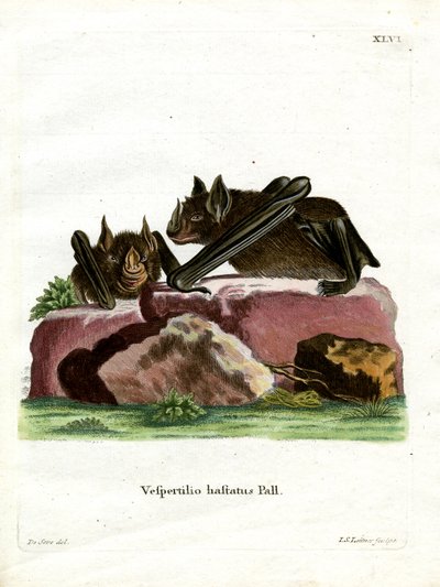 Große Lanzennasenfledermaus von German School