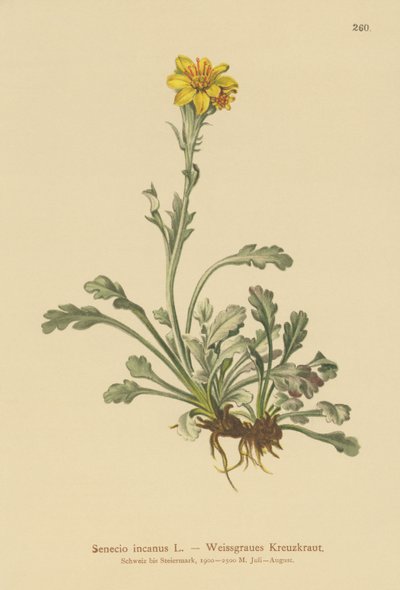 Graues Greiskraut von German School