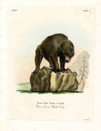 Grizzlybär von German School