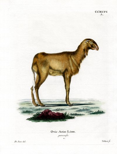 Guineaschaf von German School
