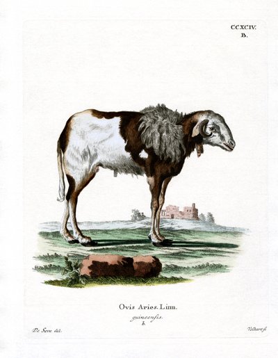 Guineaschaf von German School