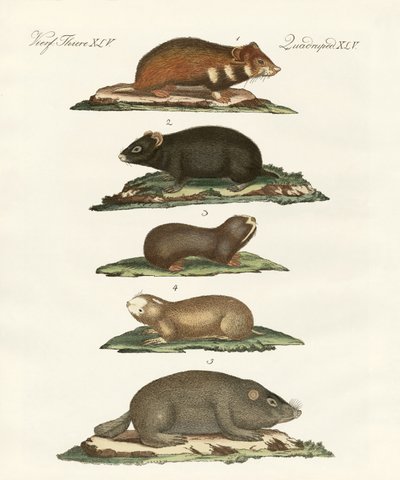 Hamster und Feldmäuse von German School