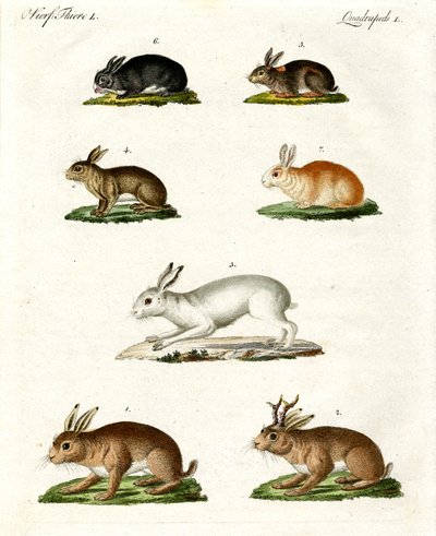 Hasen und Kaninchen von German School