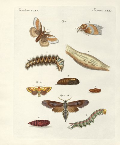 Schädliche Schmetterlinge von German School