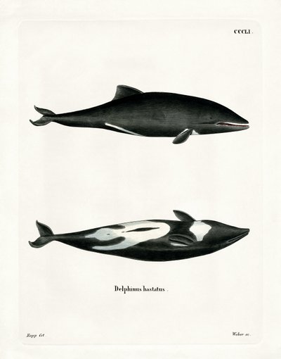 Haviside-Delfin von German School