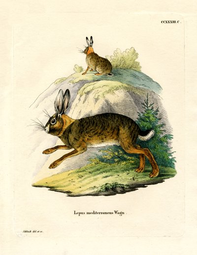 Iberischer Hase von German School