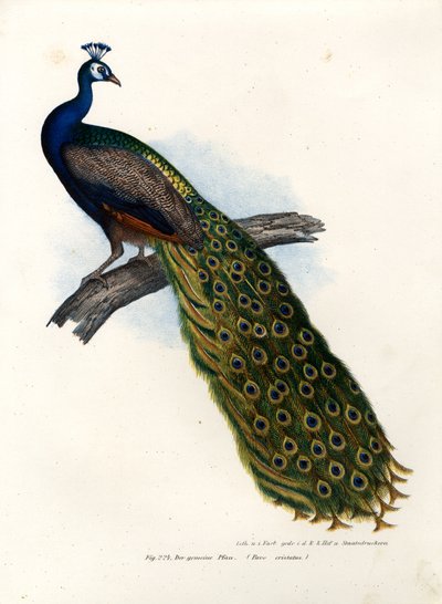 Indischer Blauer Pfau, 1864 von German School