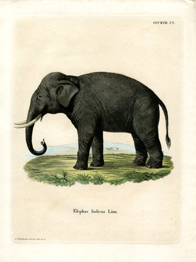 Indischer Elefant von German School