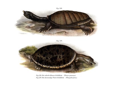 Indische Klappbrustschildkröte von German School