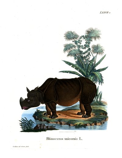 Indisches Nashorn von German School