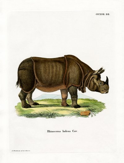 Indisches Nashorn von German School