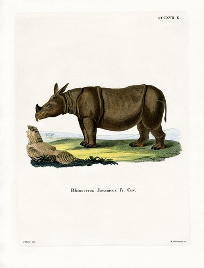 Javanisches Nashorn von German School