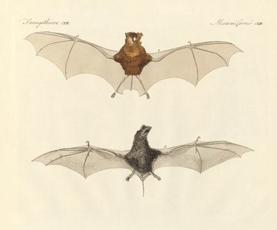 Javanische Fledermäuse von German School