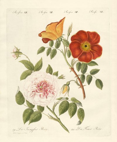 Rosenarten von German School
