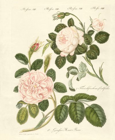 Rosenarten von German School