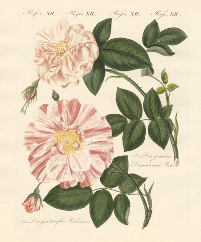 Arten von Rosen von German School