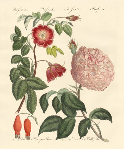 Arten von Rosen von German School