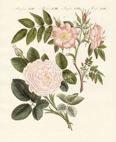 Arten von Rosen von German School