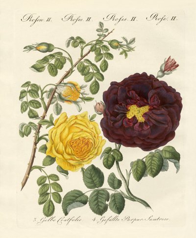 Rosenarten von German School