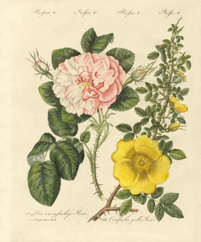 Arten von Rosen von German School