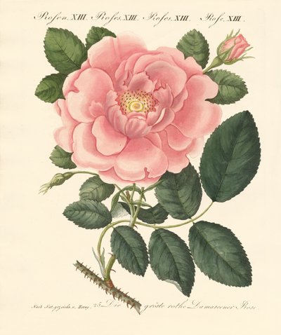 Arten von Rosen von German School