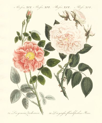 Arten von Rosen von German School