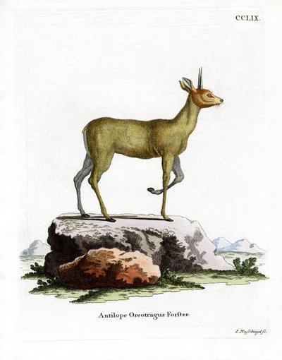 Klipspringer von German School