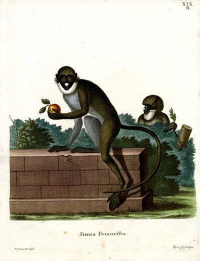 Kleine Fleckennasenmeerkatze von German School