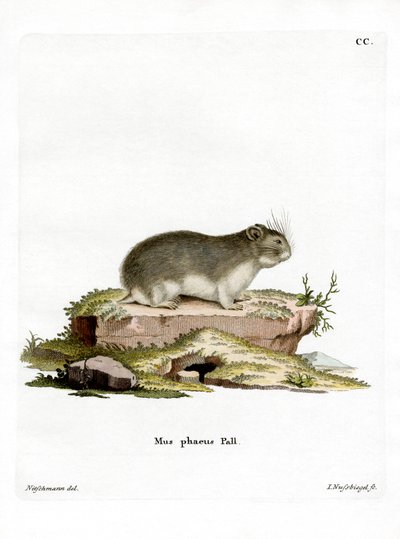 Kleiner Grauer Hamster von German School