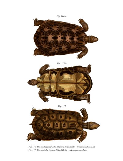 Madagassische Spinnenschildkröte von German School