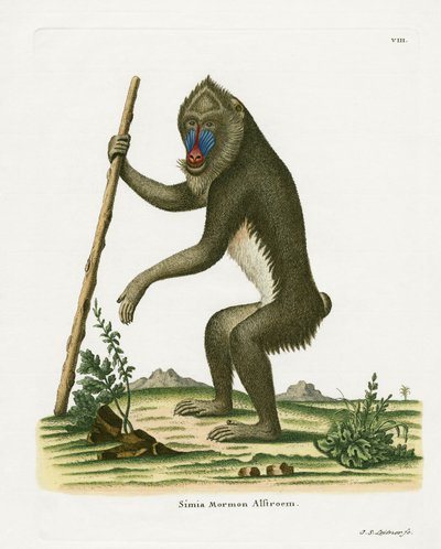 Mandrill von German School