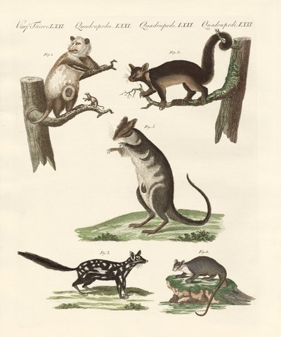 Beuteltiere von German School