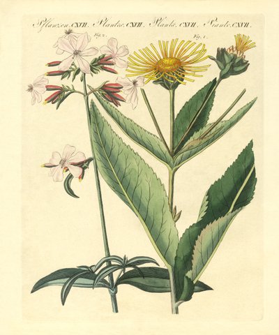 Medizinische Pflanzen von German School