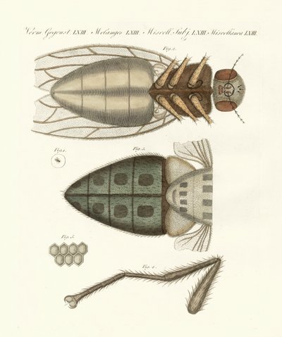 Mikroskopische Ansicht der Stubenfliege von German School