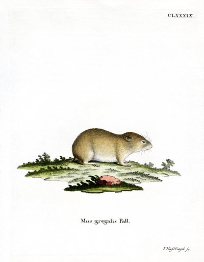Schmalkopf-Wühlmaus von German School