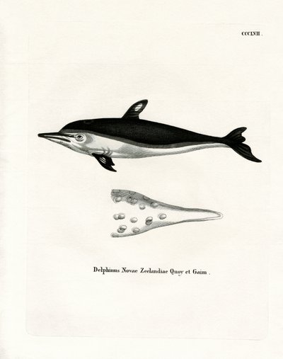 Neuseeland-Delfin von German School