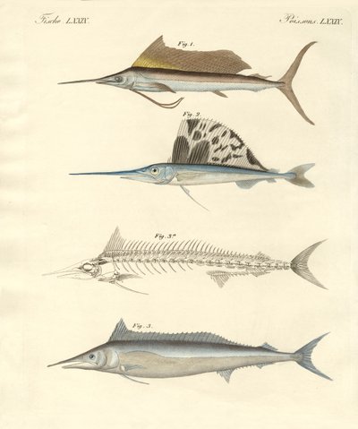 Neue makrelenartige Fische von German School