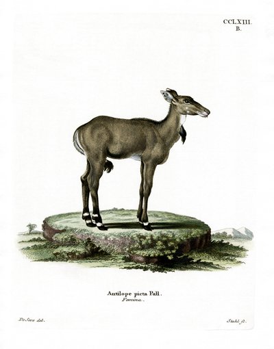 Nilgau von German School