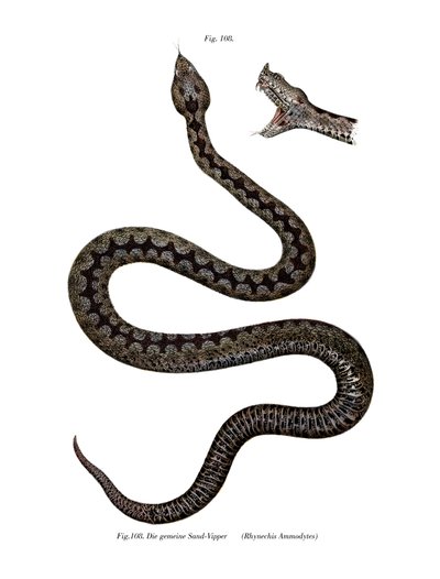 Nasenhornviper von German School