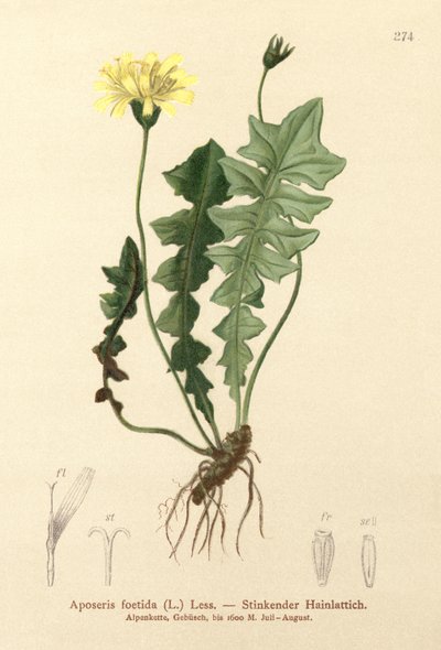 Stinkender Lattich von German School