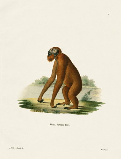 Orang-Utan von German School