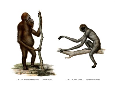 Orang-Utan von German School