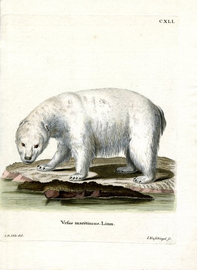 Eisbär von German School